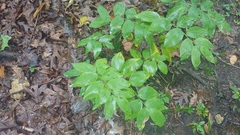 Polygonatum pubescens