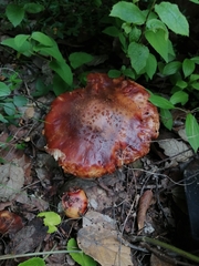 Amanita brunneolocularis