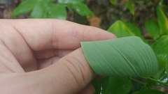Polygonatum pubescens
