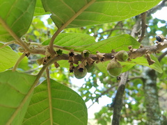 Aegiphila bogotensis