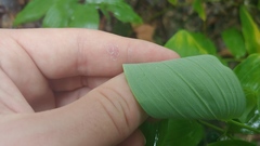 Polygonatum pubescens