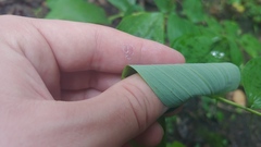 Polygonatum pubescens