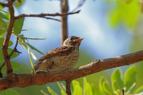 Böhm's Flycatcher (Myopornis boehmi), photo 1
