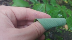 Polygonatum pubescens