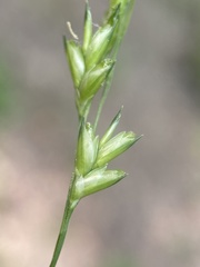 Diarrhena obovata