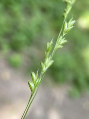 Diarrhena obovata