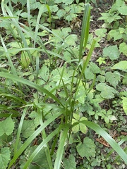 Diarrhena obovata