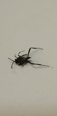 Evania appendigaster