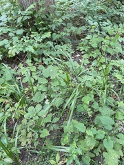 Diarrhena obovata