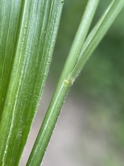 Diarrhena obovata