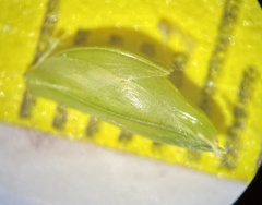 Diarrhena obovata