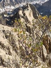 Kageneckia lanceolata