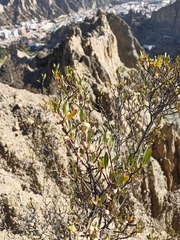 Kageneckia lanceolata