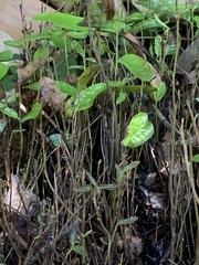 Quercus virginiana