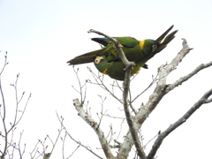 Primolius auricollis