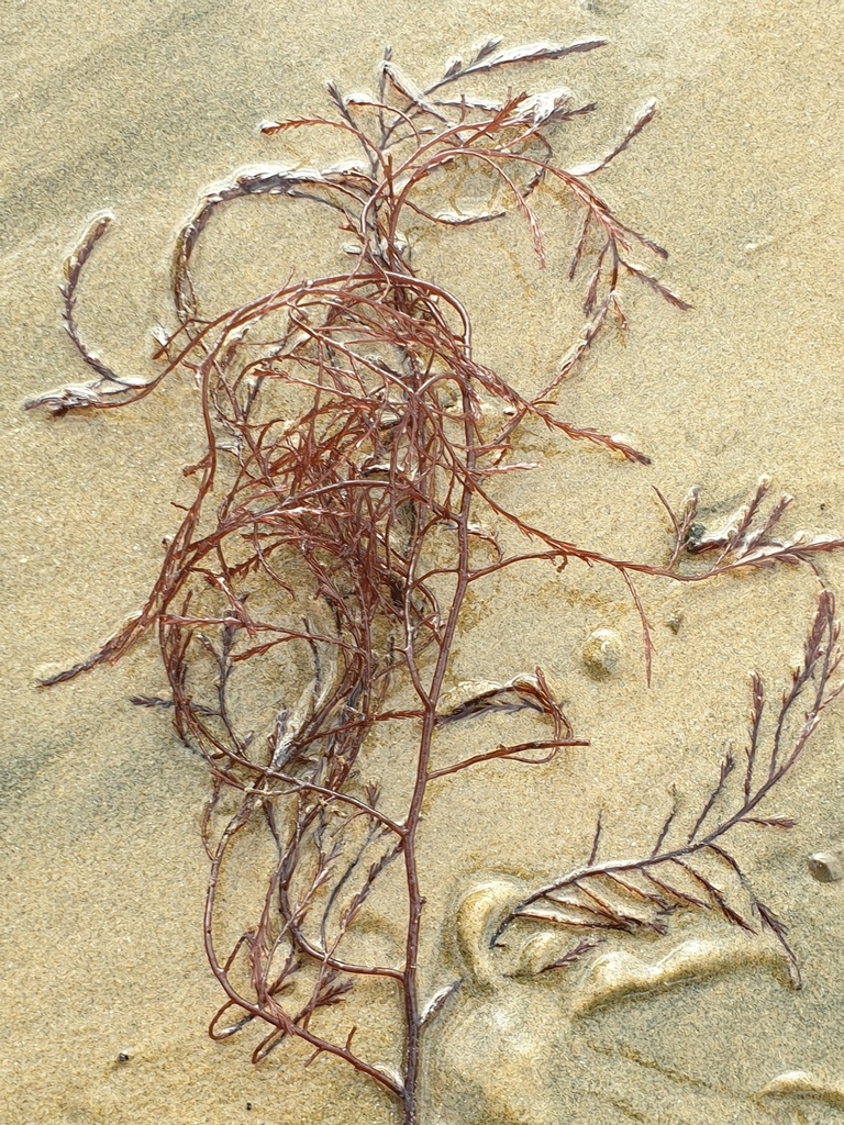 Streblocladia glomerulata