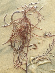 Streblocladia glomerulata