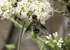 Chrysanthrax vanus