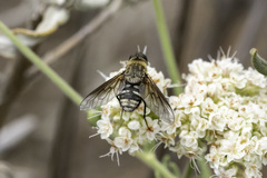Chrysanthrax vanus