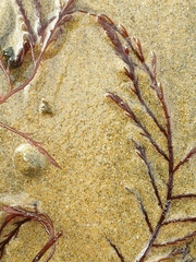 Streblocladia glomerulata