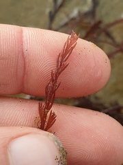 Streblocladia glomerulata