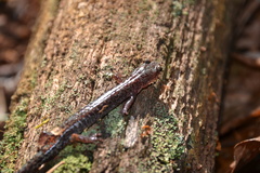Plethodon sherando