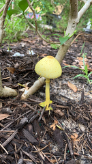 Leucocoprinus birnbaumii image