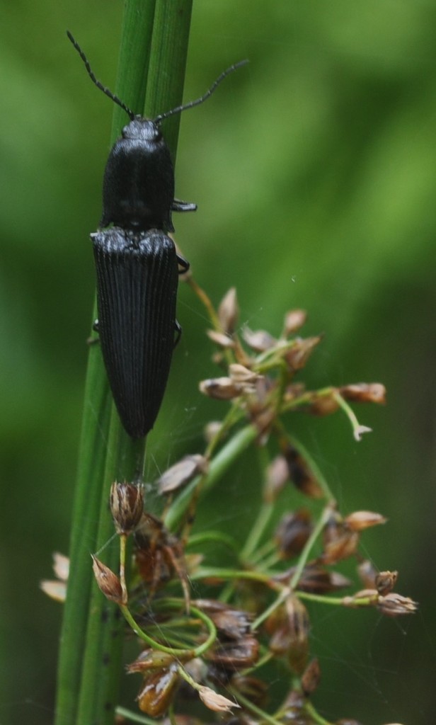 Gnathodicrus