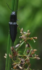 Gnathodicrus tonkinensis