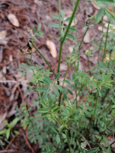 Image of Acmispon oroboides by (c) Erick Vélez Sánchez, some rights reserved (CC BY)