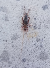 Cycloptilum antillarum