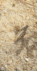 Sphingonotus imitans