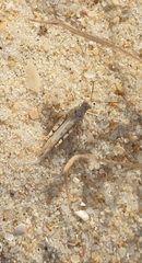Sphingonotus imitans