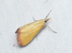 Xanthostege roseiterminalis