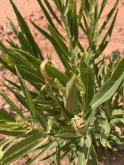 Asclepias labriformis