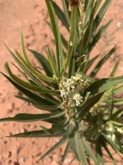 Asclepias labriformis