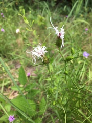 Liatris hirsuta