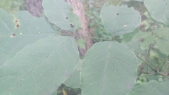 Fraxinus quadrangulata