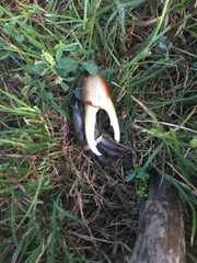 Minuca longisignalis