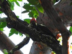 Dryocopus lineatus scapularis