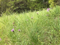 Liatris hirsuta