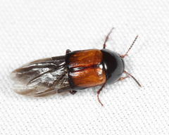 Tachinus fimbriatus
