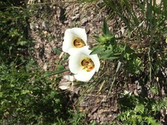 Calochortus nuttallii