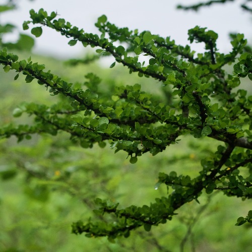 Image of Randia obcordata by (c) Bill Levine, some rights reserved (CC BY)