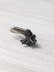 Diptera