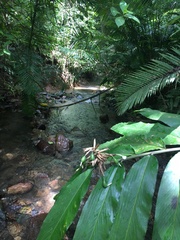 Alpinia arctiflora