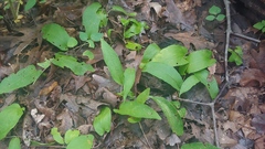 Calystegia spithamaea