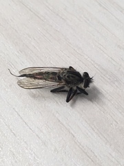 Diptera