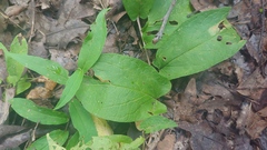 Calystegia spithamaea
