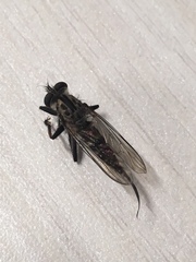 Diptera